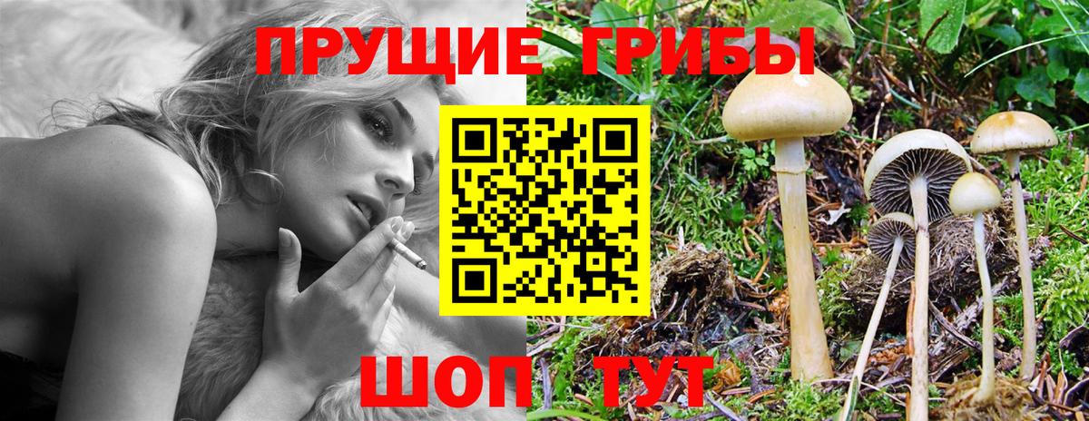 Тара  Псилоцибиновые грибы мицелий  Вход с VPN  Галлюциногенные грибы MAGIC MUSHROOMS 